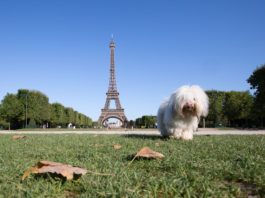 Best Destinations To Travel With Your Dog in France